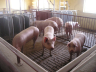 Schweineställe