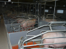Schweineställe