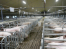 Schweineställe
