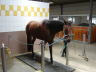 Breeding horses