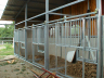Breeding horses
