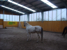 Breeding horses