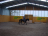 Breeding horses