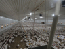 Poultry farming
