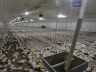 Poultry farming