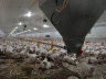 Poultry farming