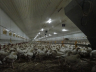 Poultry farming