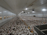 Poultry farming