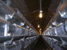 Poultry farming