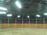 Breeding horses