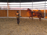Breeding horses